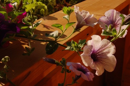 Flowers on the balcony